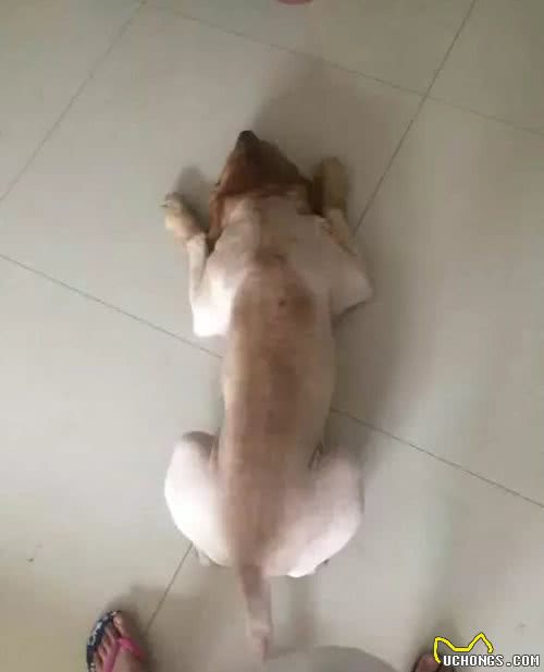 主人每天给狗子梳毛带他晒太阳，最后竟然把狗子梳秃了？