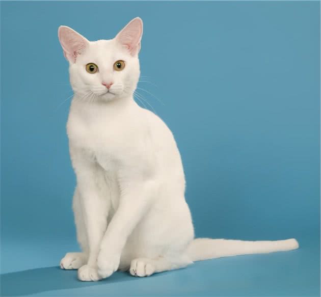 猫咪品种篇：俄罗斯白
