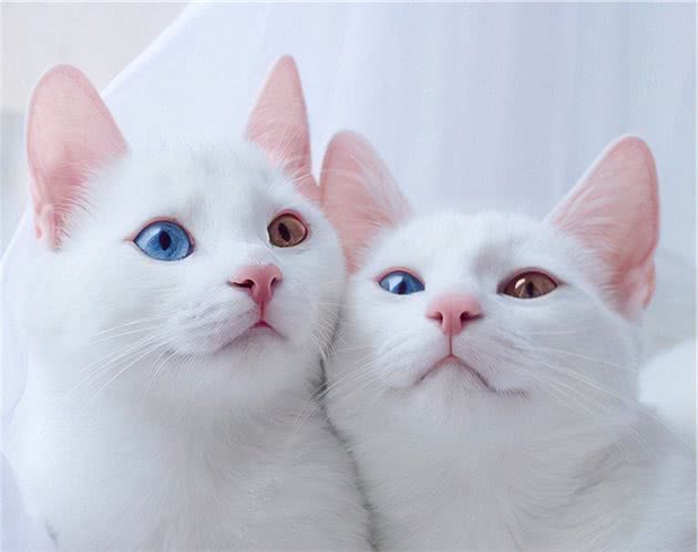 猫咪品种篇：俄罗斯白
