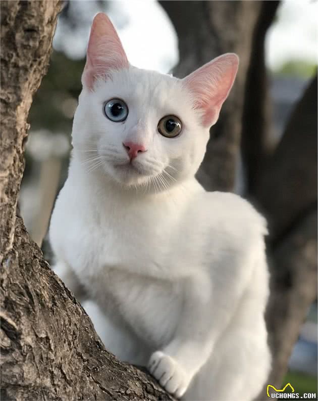 猫咪品种篇：俄罗斯白