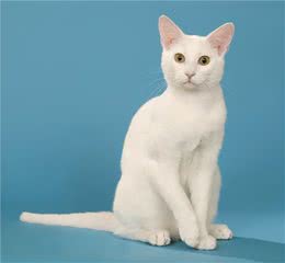 猫咪品种篇：俄罗斯白