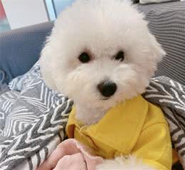 狗狗耳朵的日常清洁不可忽视，别让你家宝贝的耳朵又脏又臭