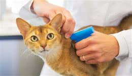 猫咪要是得了“肾病”，你能及时发现吗？