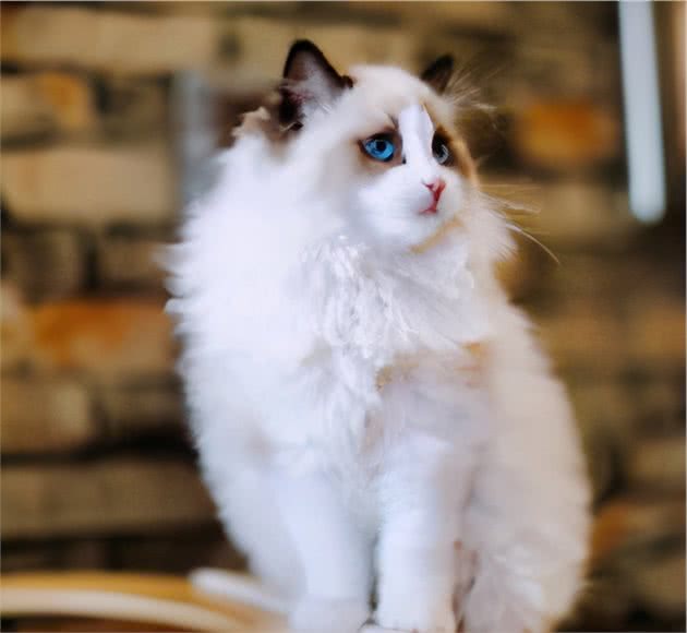 娇弱的布偶猫，如何健康饲养？