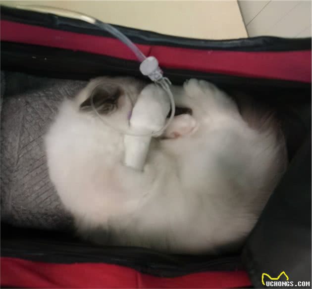 娇弱的布偶猫，如何健康饲养？