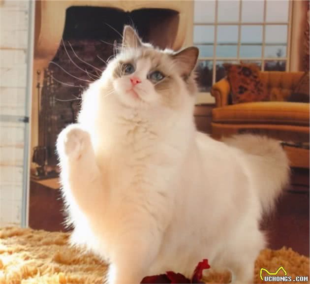娇弱的布偶猫，如何健康饲养？