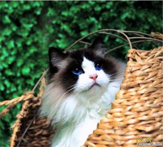 娇弱的布偶猫，如何健康饲养？
