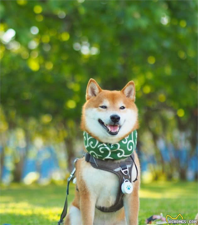 为什么不建议新手养柴犬？新手养柴犬需要注意什么？