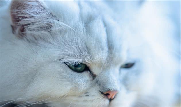 金吉拉猫的介绍、饲养、护理和其他注意事项