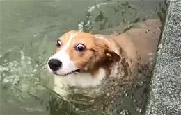 带狗狗出去游泳，一定要注意这些（二）
