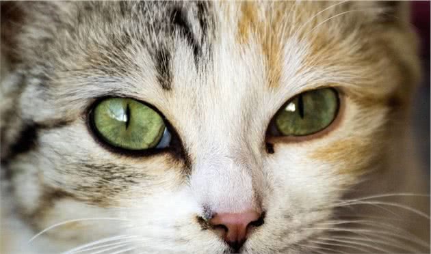 宠物湿巾怎么选？猫狗可以用婴儿湿巾吗？