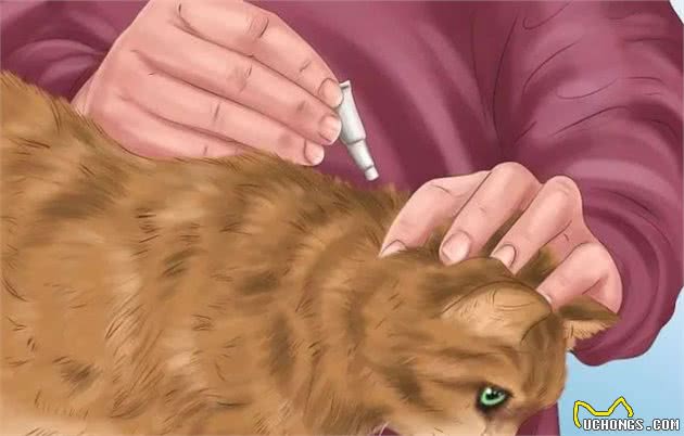 养猫避坑指南，拒交智商税，只买对的不买贵的