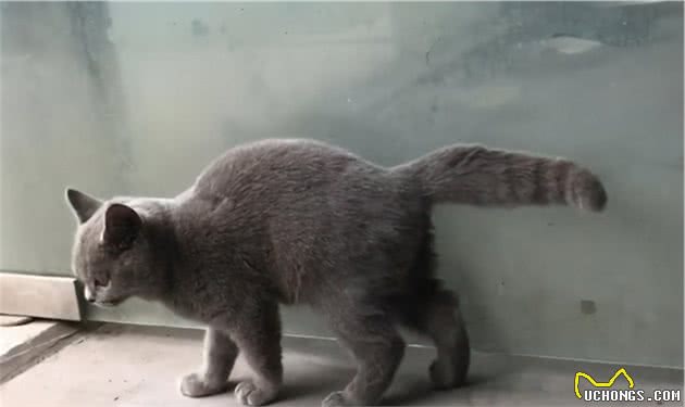 我又捡猫了，一次捡到2只英短蓝猫，等等，英短蓝猫怎么会流浪？