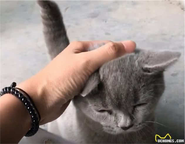 我又捡猫了，一次捡到2只英短蓝猫，等等，英短蓝猫怎么会流浪？