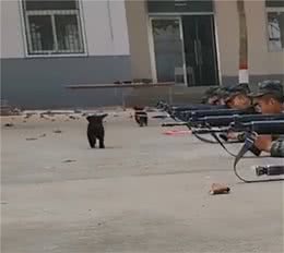 小狗狗一吻定终身，陪伴兵哥训练，将它变为合格的搜救犬