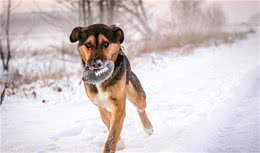 养宠经验分享：狗狗走着走着突然瘸了