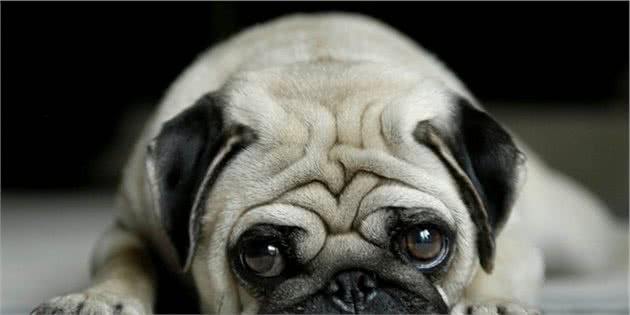 运动量小、性格又好的5种宠物犬，你心动了吗？