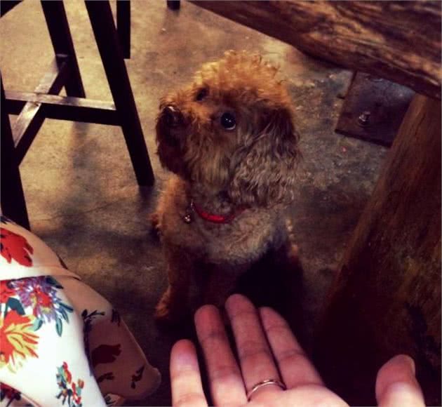 主人把泰迪犬宠坏，危害会有多大？这5种后果都可能发生