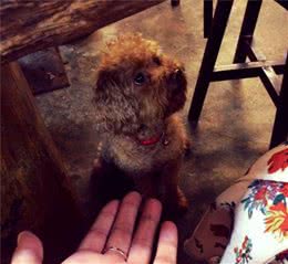 主人把泰迪犬宠坏，危害会有多大？这5种后果都可能发生