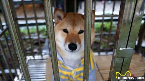 狗狗不用关笼子？错，这6种情况还是关起来吧