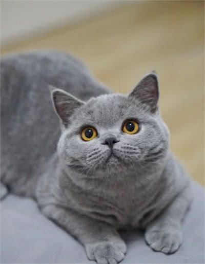 什么会让你爱不释手？神奇的英国短毛猫，到底有什么魅力