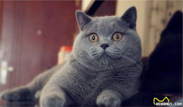 什么会让你爱不释手？神奇的英国短毛猫，到底有什么魅力