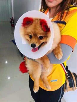 赴泰国给爱犬染发，博美犬变成“一只耳”，主人求助反被抨击