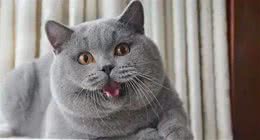 最受欢迎的10种猫咪，热度不输品种猫的田园“橘猫”强势上榜