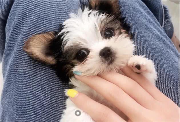 幼犬常见问题与解决
