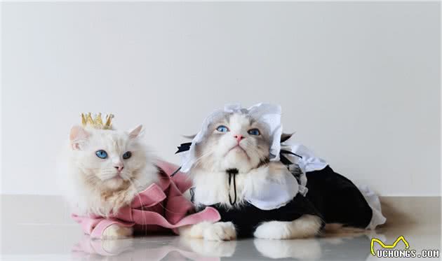 猫咪品种科普—布偶猫