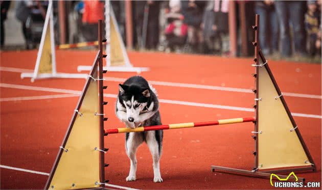 狗狗敏捷训练，外国很多主人带牧羊犬玩，究竟是玩什么？