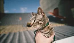 在国外受追捧的狸花猫，为何国内养的人这么少呢？究其原因有5个