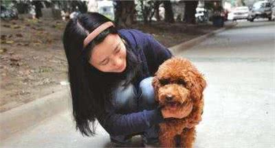 饲养泰迪犬，不注意好这5点，容易导致它瘫痪！