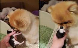 博美每天和怀孕猫咪打架但在小猫出生后...它却变保姆照顾贴心