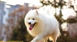 你了解狗狗的条件反射吗？这样训练更简单