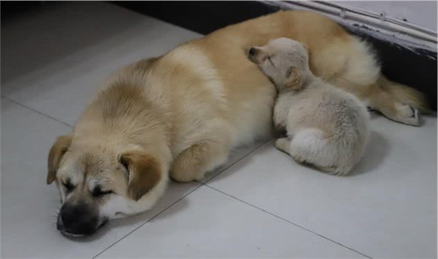 这类犬犬一直被模仿，但从未被超越，最终成为看家护院的好帮手