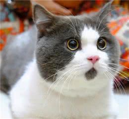 英国短毛猫怎么养？