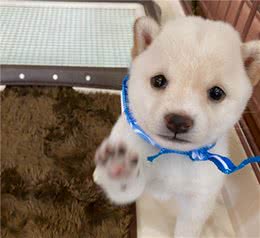 柴犬要去哪里买？一般都多少钱？