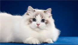 花多少钱买布偶猫最划算？