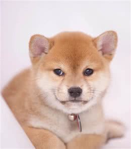 柴犬撒手就没吗？柴犬该如何训练呢？