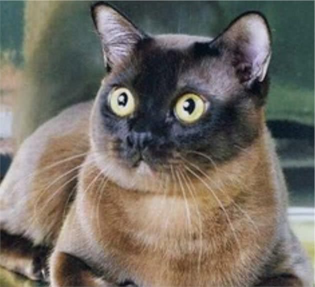 教你选猫系列，猫咪品种介绍及品相判断（7）—缅甸猫