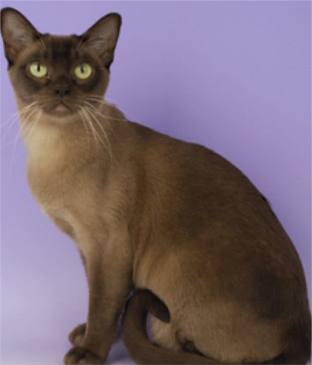 教你选猫系列，猫咪品种介绍及品相判断（7）—缅甸猫