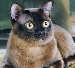 教你选猫系列，猫咪品种介绍及品相判断（7）—缅甸猫