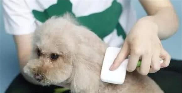 戈赞：狗狗毛发枯燥怎么改善？