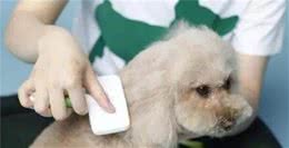 戈赞：狗狗毛发枯燥怎么改善？