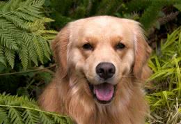 你知道如何做，你对自家狗才是最幸福的吗？