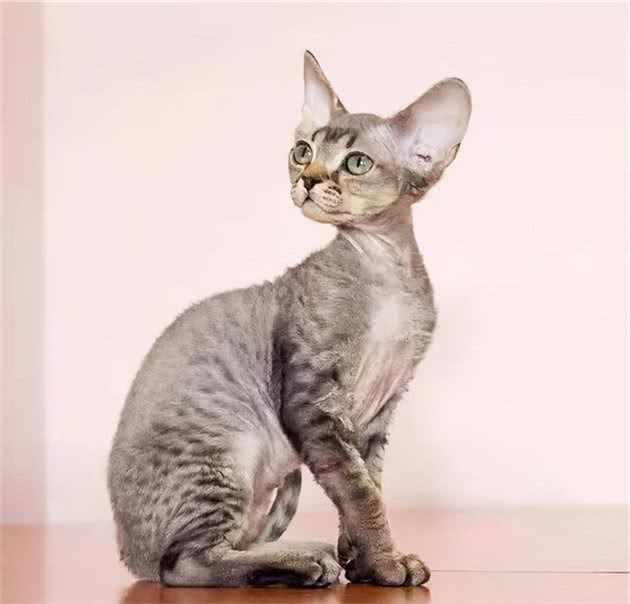 品种溯源识别系列之：德文卷毛猫