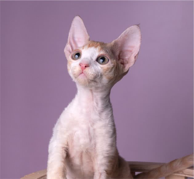 品种溯源识别系列之：德文卷毛猫