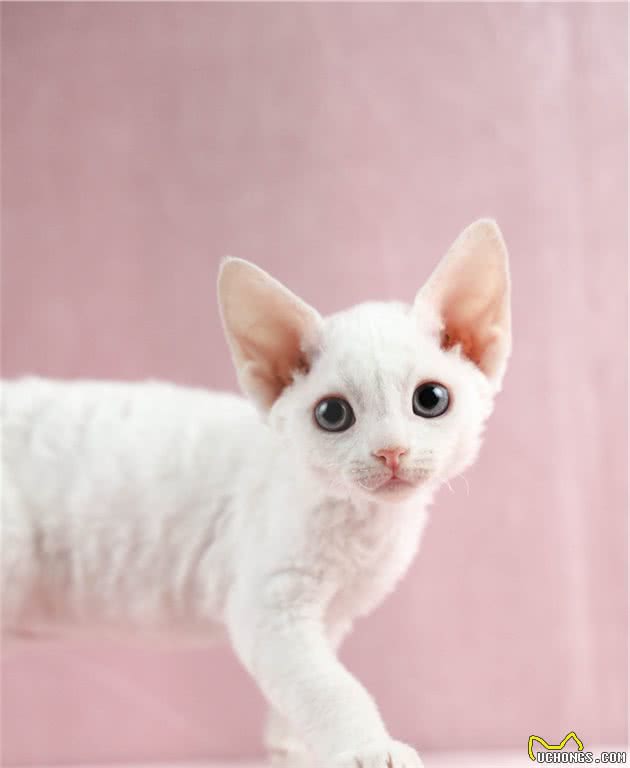 品种溯源识别系列之：德文卷毛猫