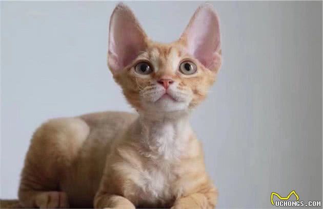品种溯源识别系列之：德文卷毛猫
